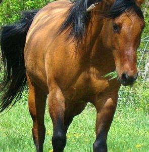 Meet your Posher, Pam